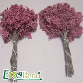 Schinus Molle Especial Rosa